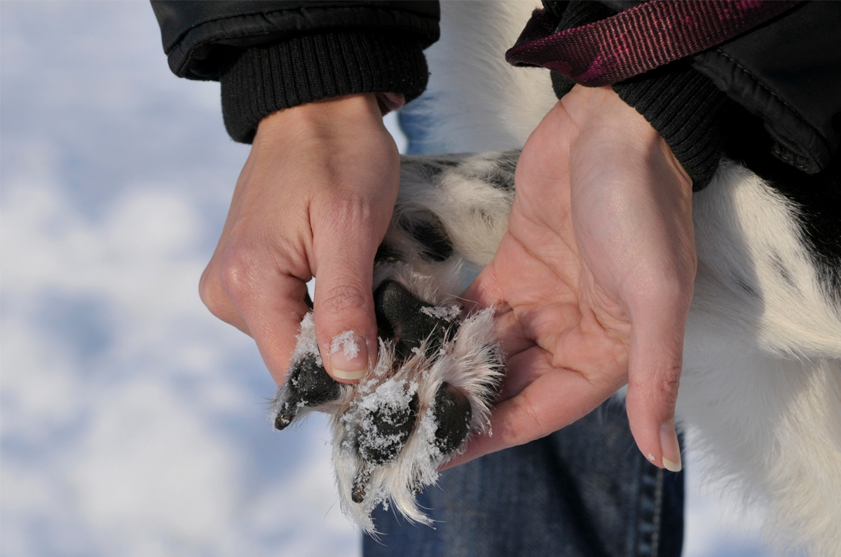 Pas op met strooizout én antivries!