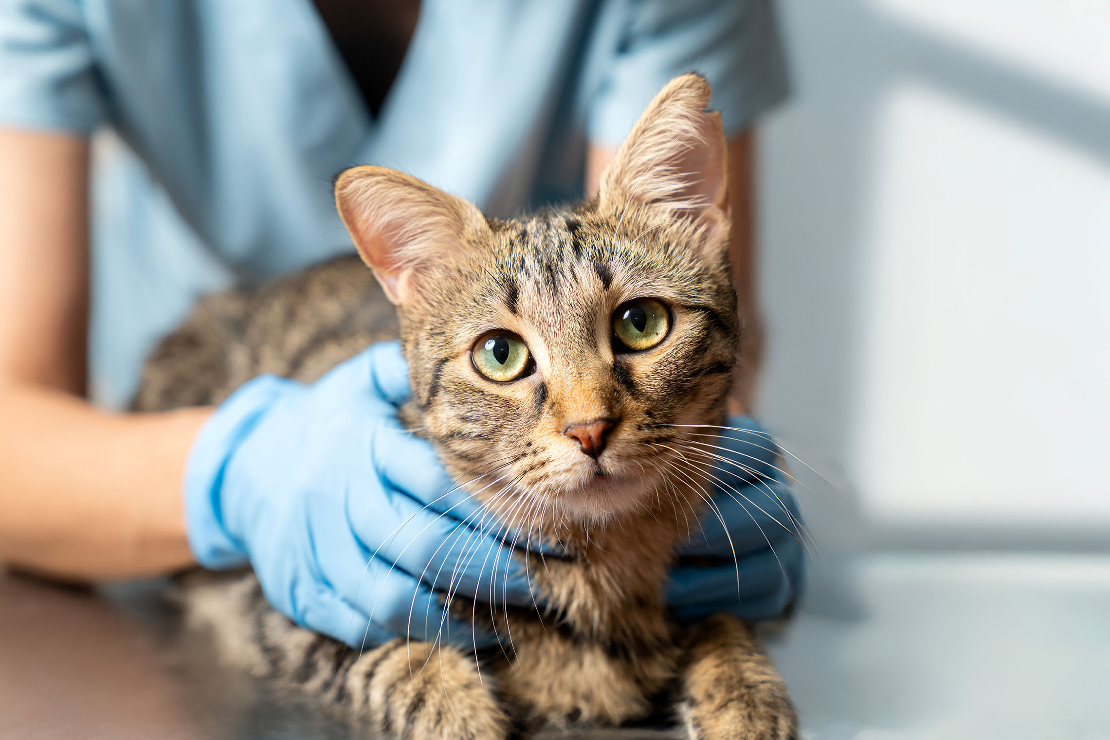 HCM bij katten: symptomen, risico’s en het belang van echocardiografie