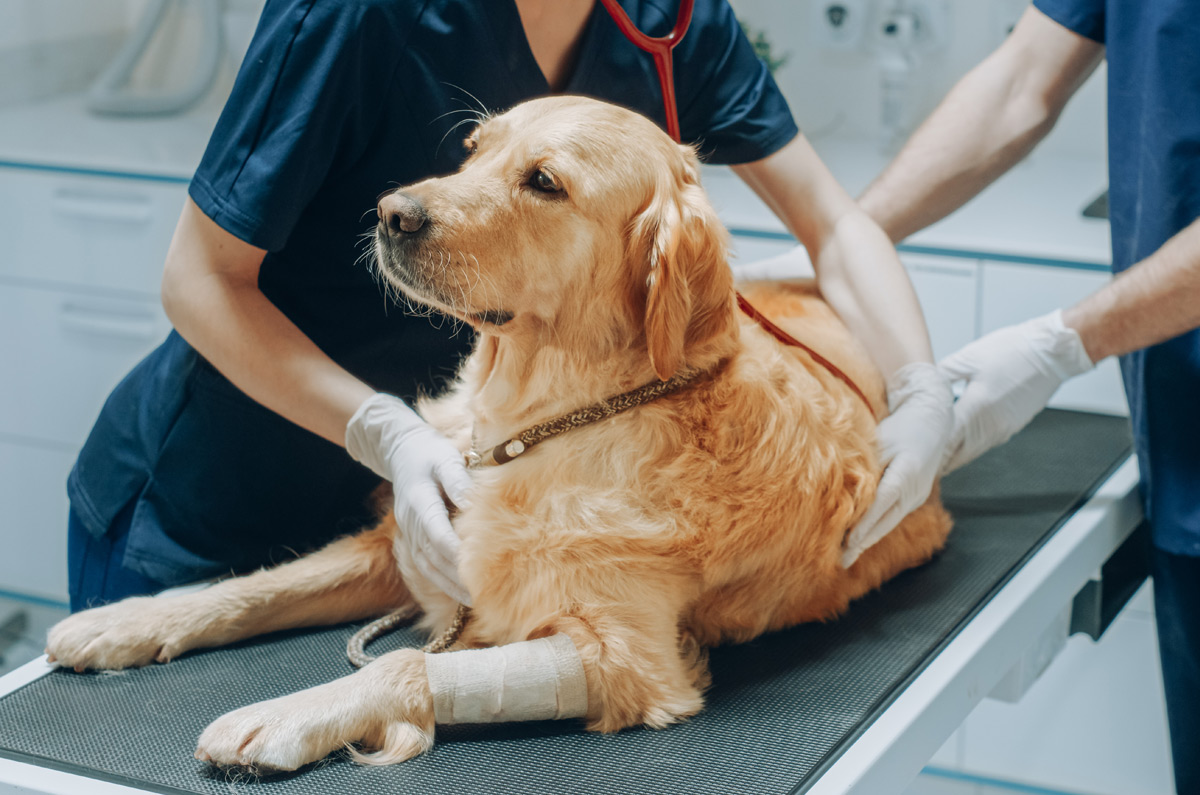 Een maagkanteling bij je hond: zeer gevaarlijk!