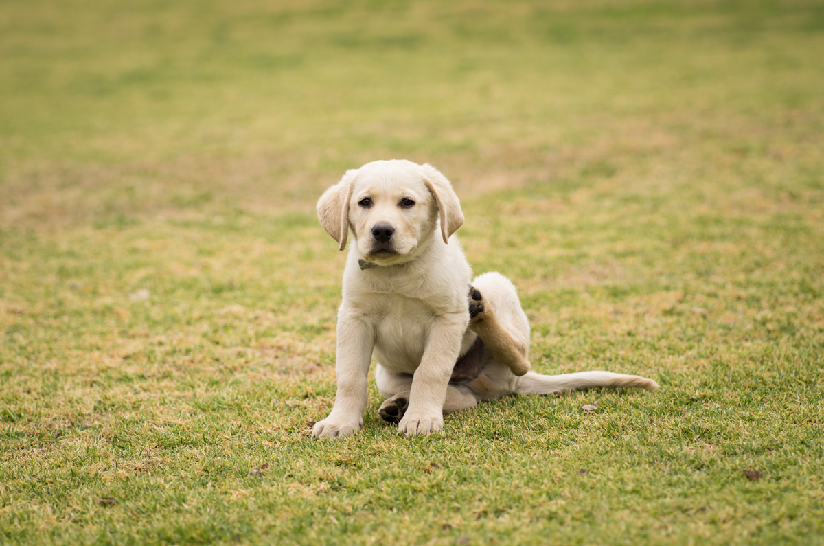 Kan mijn hond allergisch zijn?