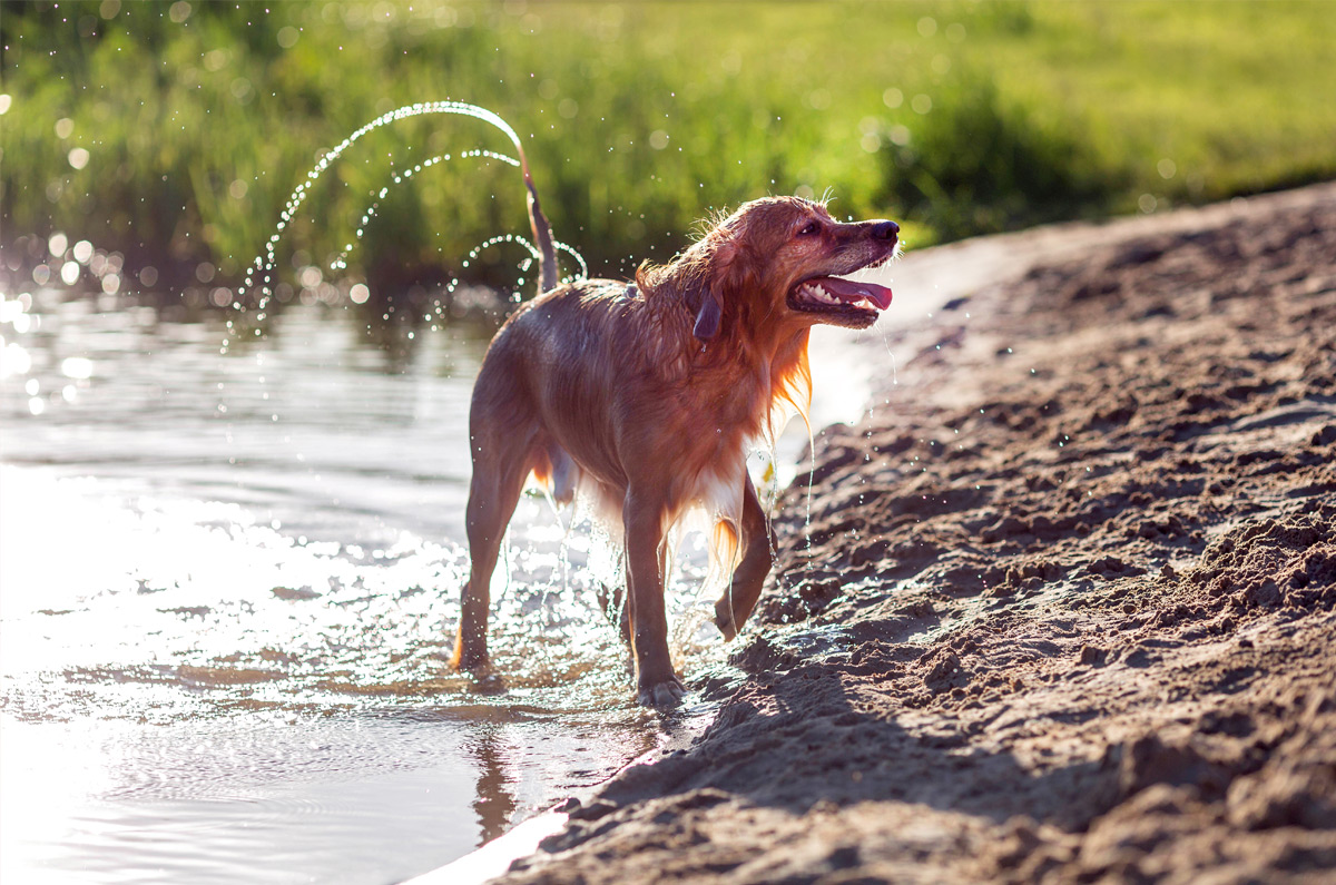 Laat je hond niet zomaar zwemmen in stilstaand water!
