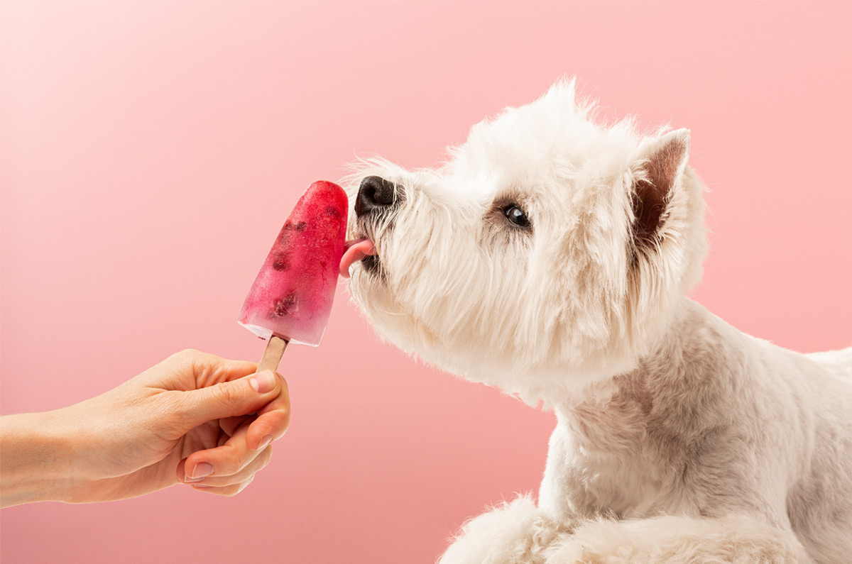 Anti-hitte tips voor honden