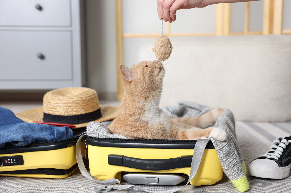 Gaat je huisdier niet mee op vakantie? Bereid de opvang goed voor