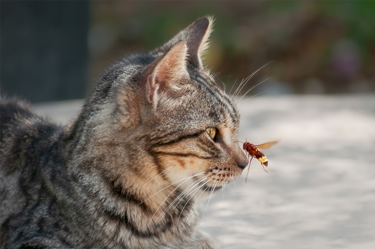Is een wespensteek gevaarlijk voor mijn kat?