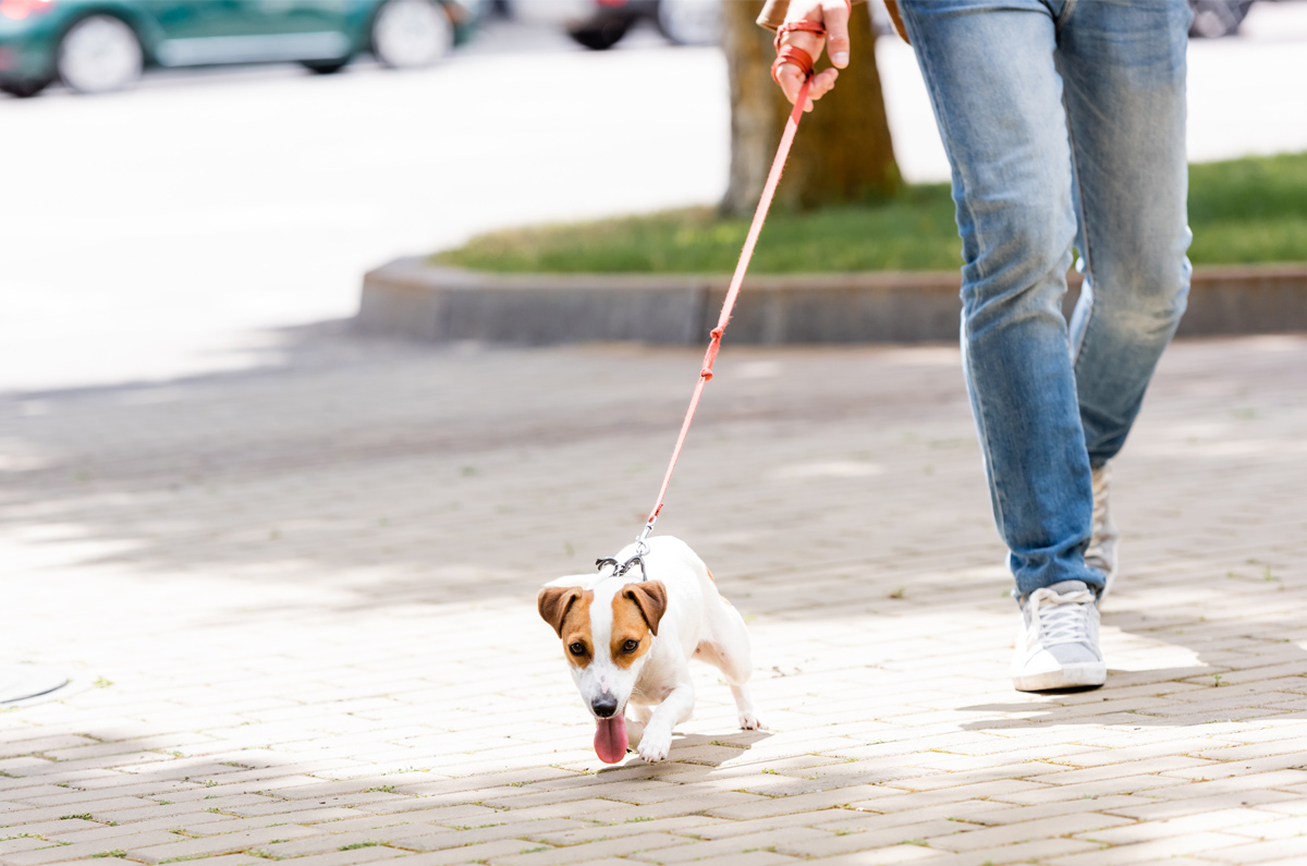 Door de 5-seconden-test weet je of asfalt te heet is voor je hond!