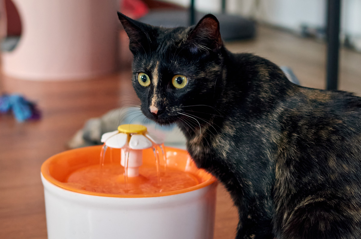 Hoe kan ik mijn kat meer laten drinken?