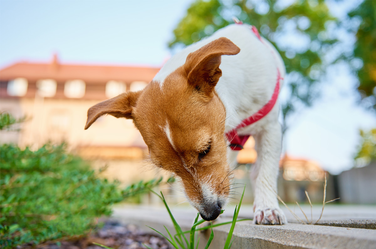 Waarom eet mijn hond gras?