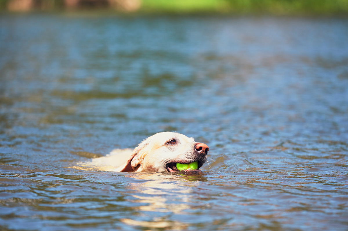 Let bij warm weer op voor watervergiftiging bij honden