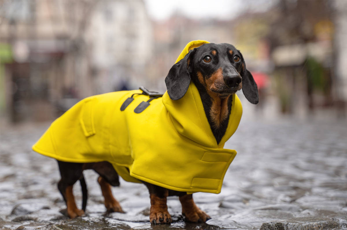 Hebben honden een regenjas nodig?