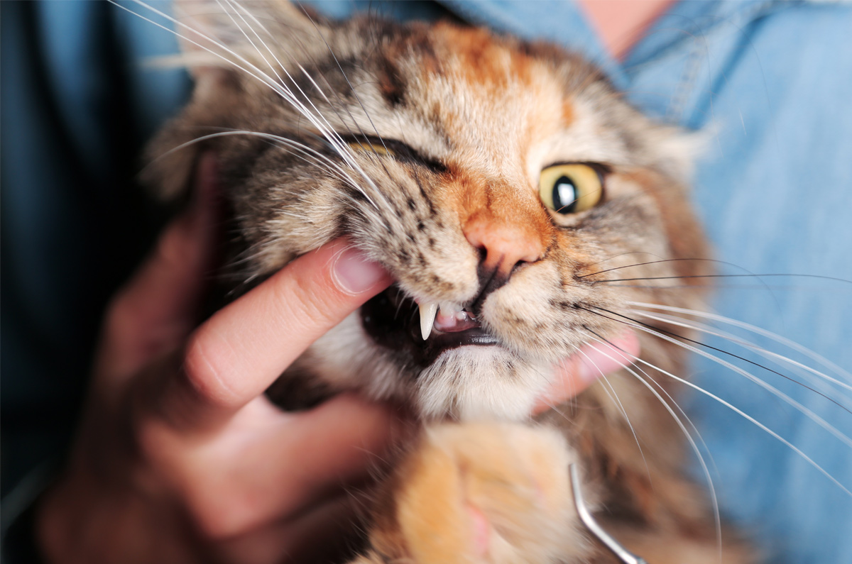 Wat betekent een slechte adem bij je hond of kat?
