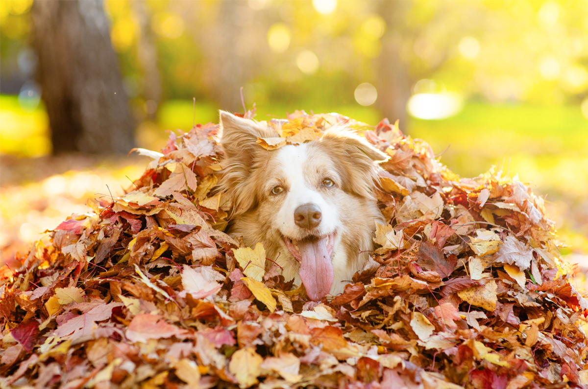 Is jouw huisdier klaar voor de herfst?