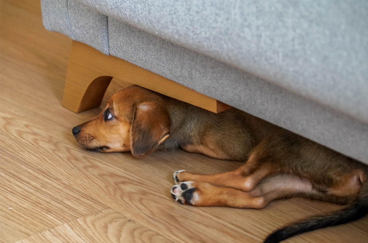 Verlatingsangst bij je hond na de vakantie?