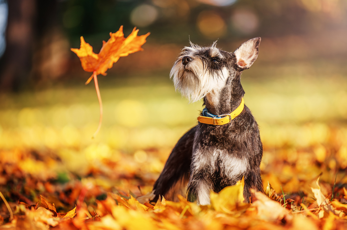 Let op voor de gevaren tijdens een herfstwandeling met je huisdier