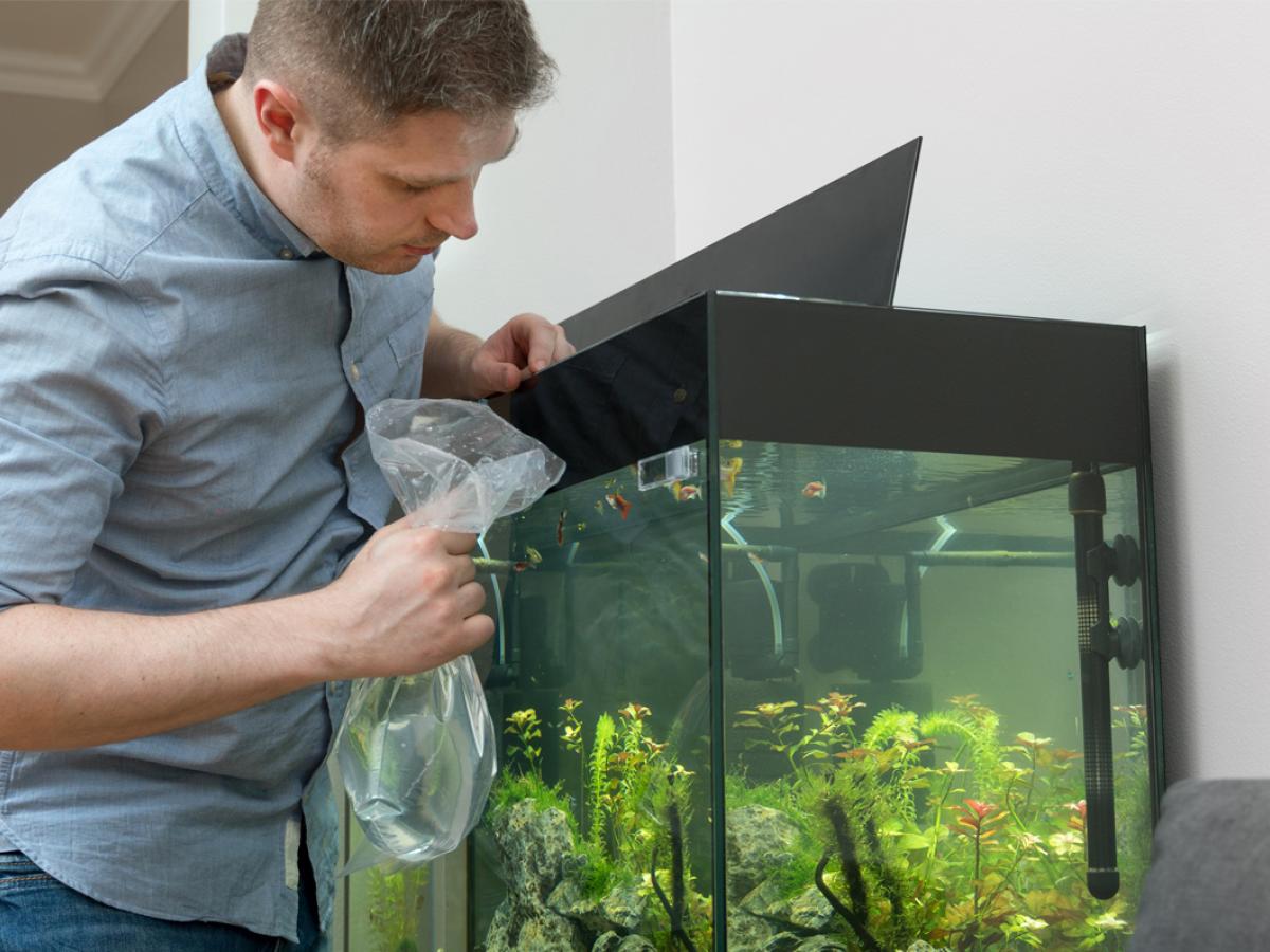 Grijp Controversieel Overzicht Vissen houden in een aquarium, zo doe je dat - Alfavet