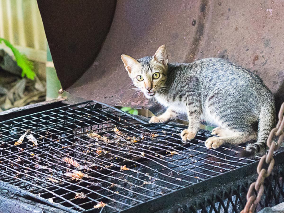 Zo houd je jouw kat op afstand tijdens het barbecueën Dierenartsen